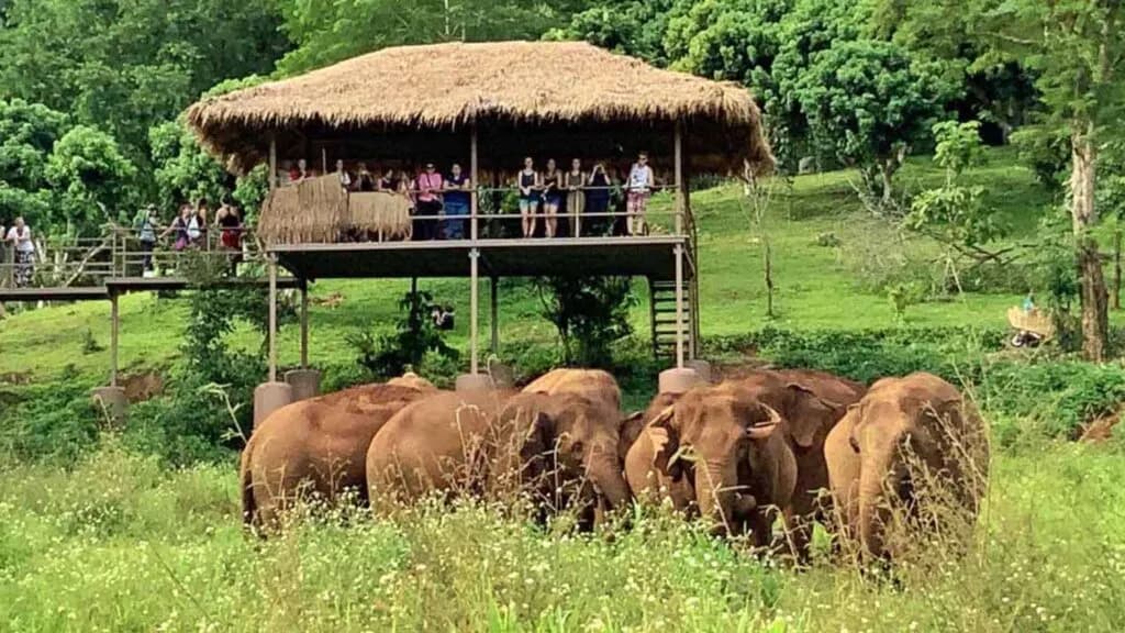 Tourists on a skywalk during a Chiang Mai tour, observing a herd of elephants at an ethical sanctuary
