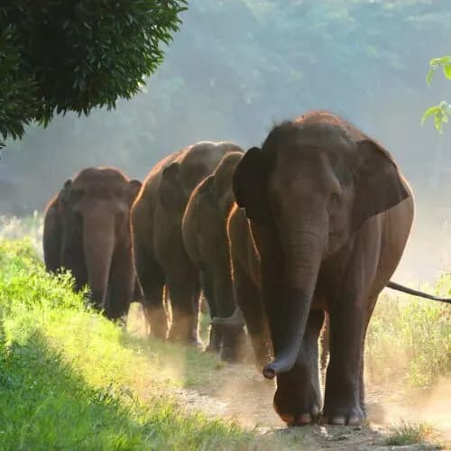 Full Day SkyWalk Tour at Elephant Nature Park