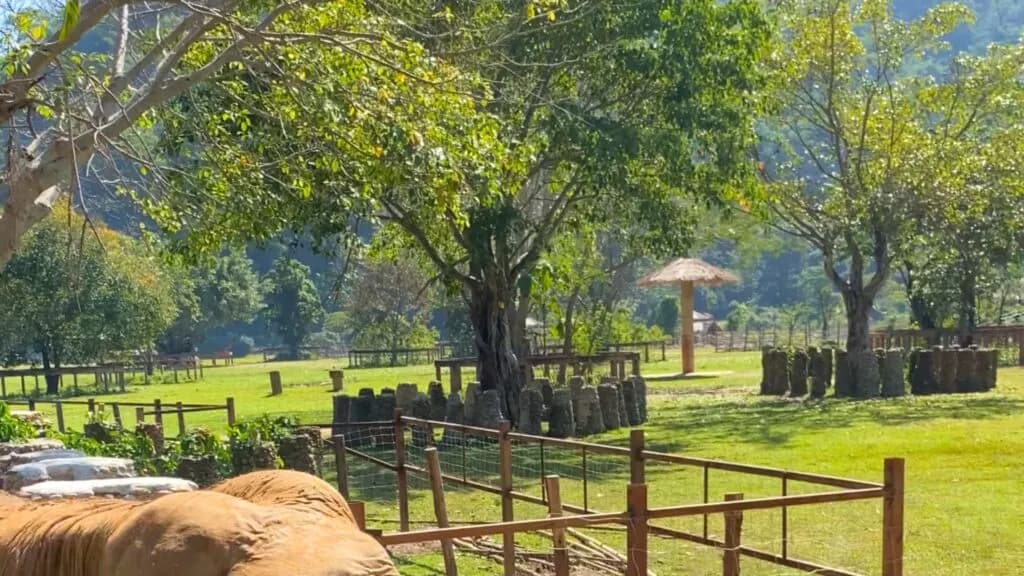 Elephant Nature Park Tour for Chiang Mai Go Tours
