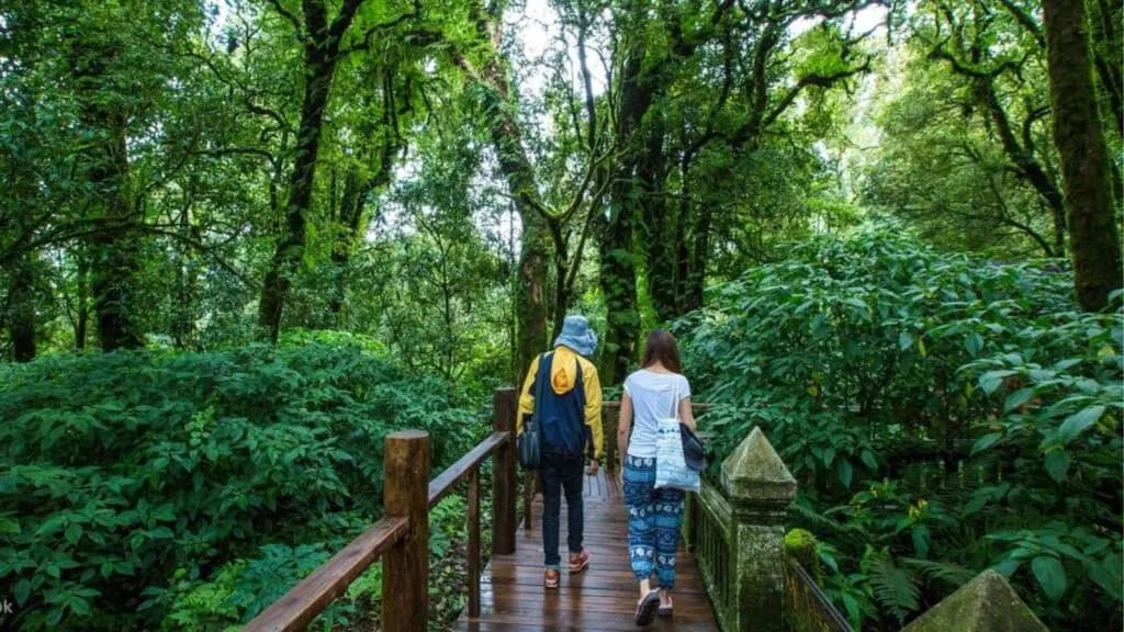 Stroll along the serene Ang Ka Nature Trail for Dog Inthanon trip in Chinangmai