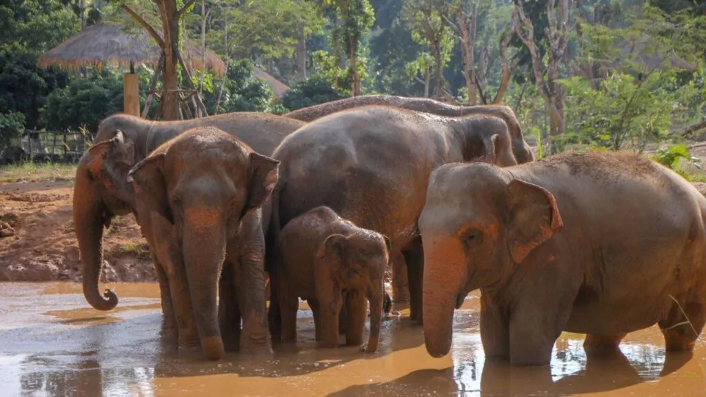 A family of elephants bathing in the mud pond at Maerim Elephant Sanctuary during a Chiang Mai ethical elephant experience tour.