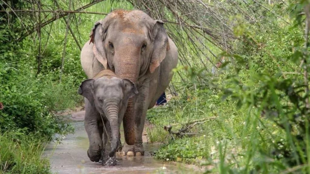 A joyful baby elephant and its mother walking side by side in their natural habitat