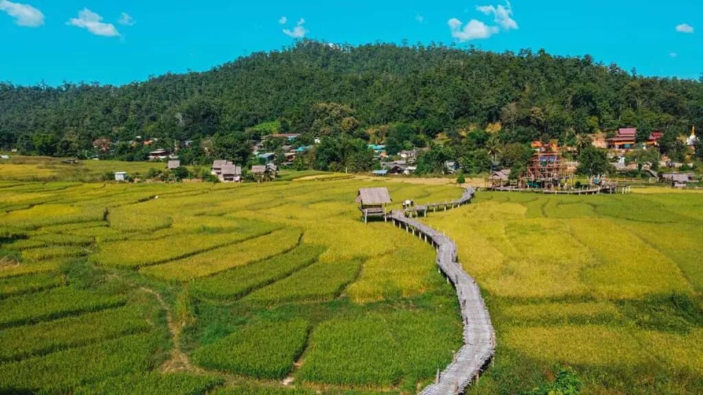 Stunning view of rice fields in Pai, showcasing the lush green landscape of northern Thailand.