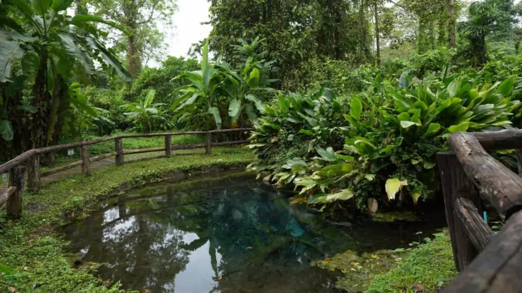 Chiang Mai: Bua Thong Sticky Waterfall & Cave Exploration (Thai Buffet) photo 7