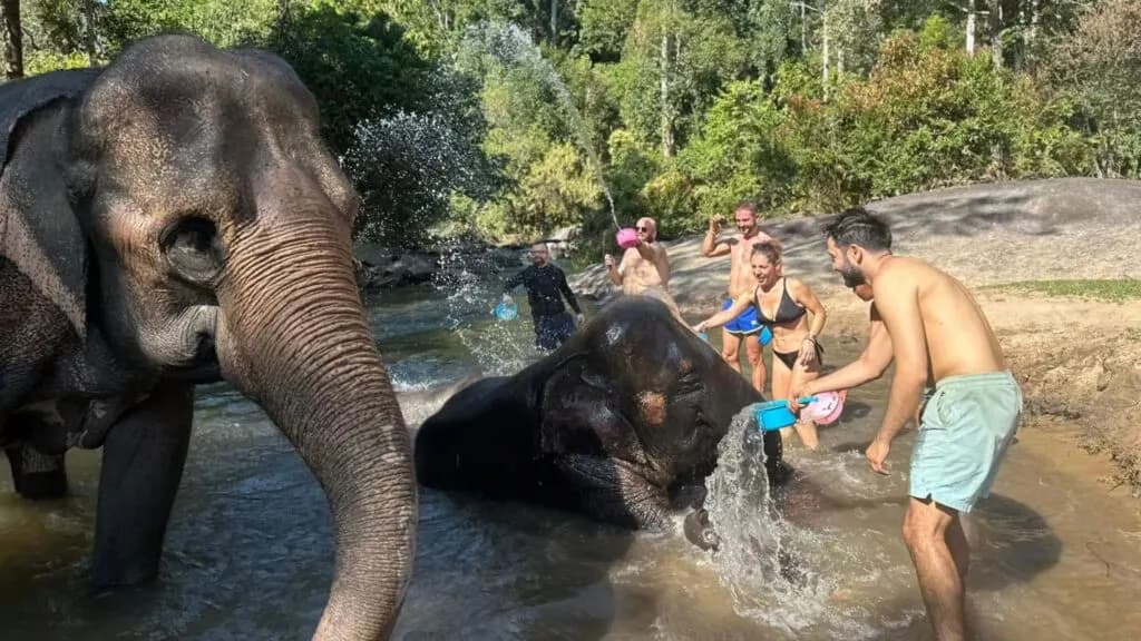 Elephant bathing activity with visitors during a Chiang Mai elephant excursion