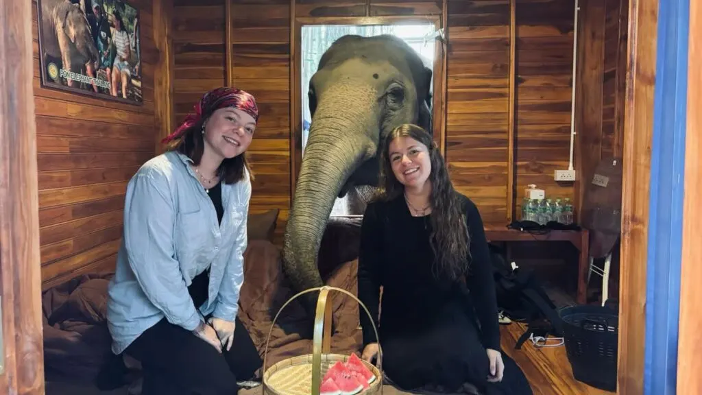 Elephant greeting guests inside their bungalow during an overnight Chiang Mai elephant tour