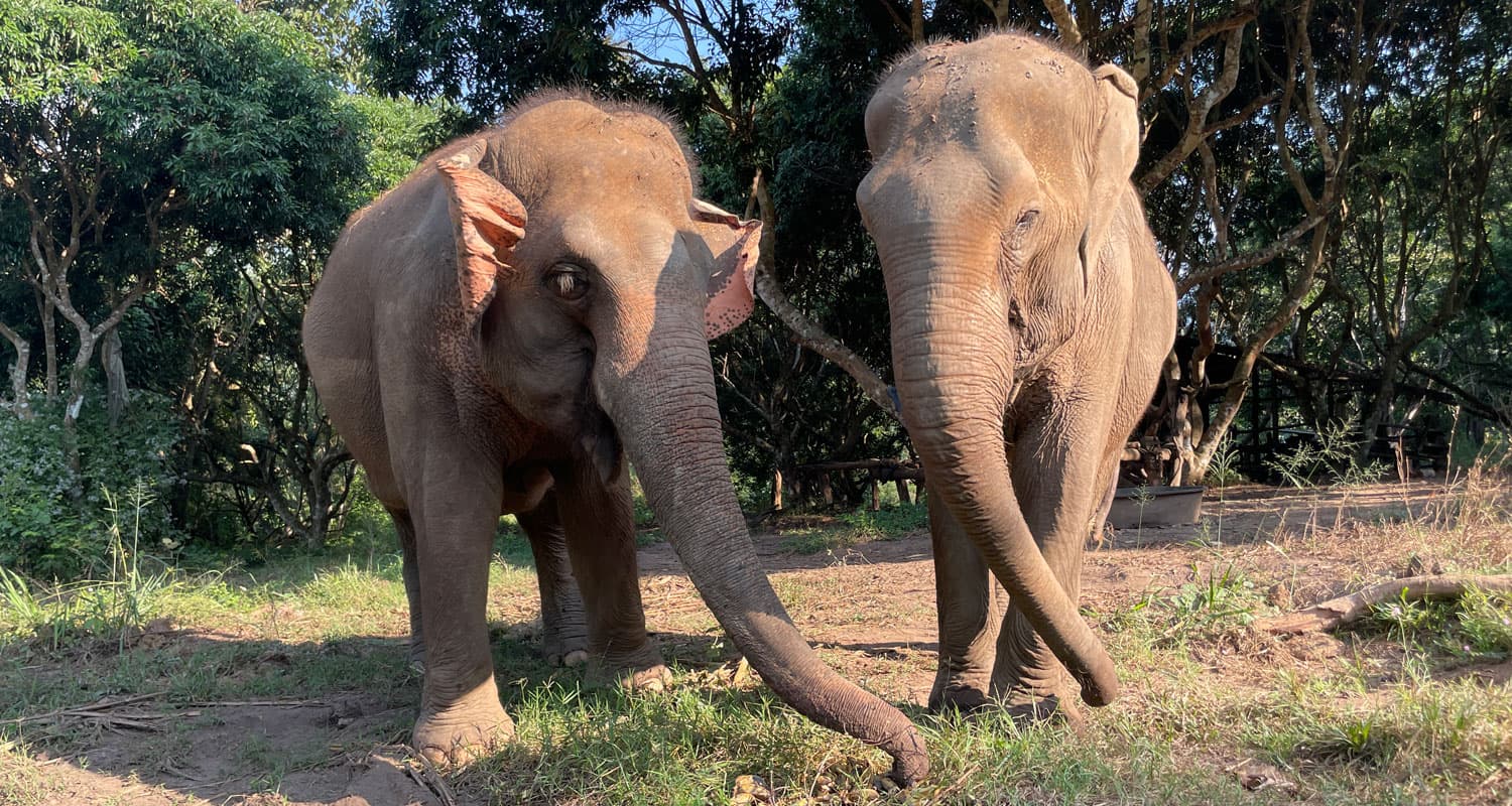 Walking with Elephants