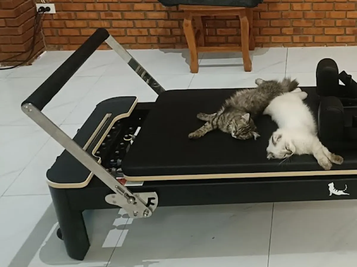 Cat Farang Yoga Compound in Chiang Mai