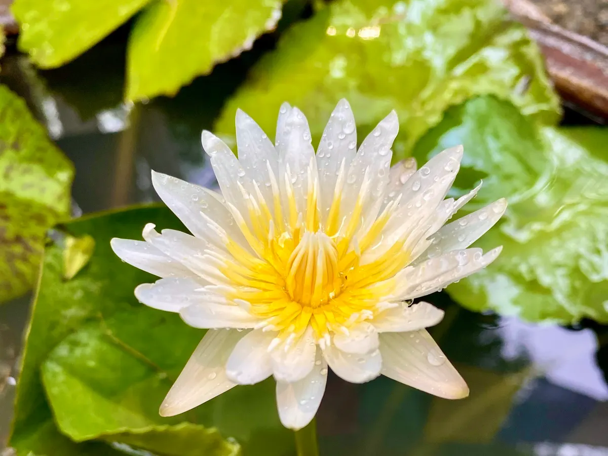 Sacred Grounds CNX in Chiang Mai