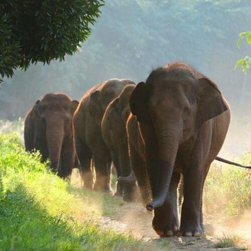 Visitors meeting elephants at an ethical sanctuary near Chiang Mai