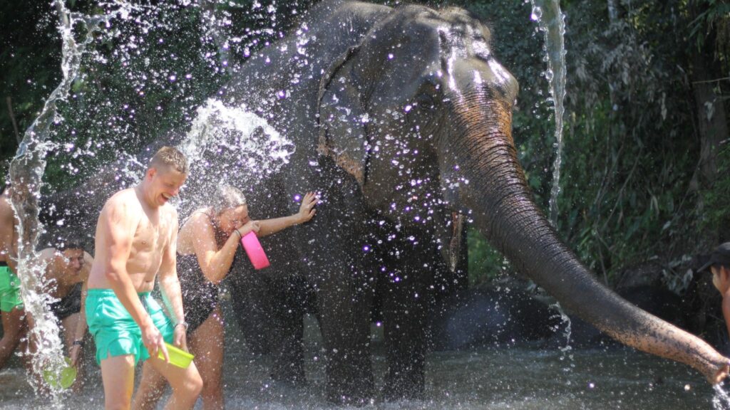 Enjoy an unforgettable Chiangmai tour experience by bathing with elephants in the refreshing waters, a must-do Chiangmai excursion
