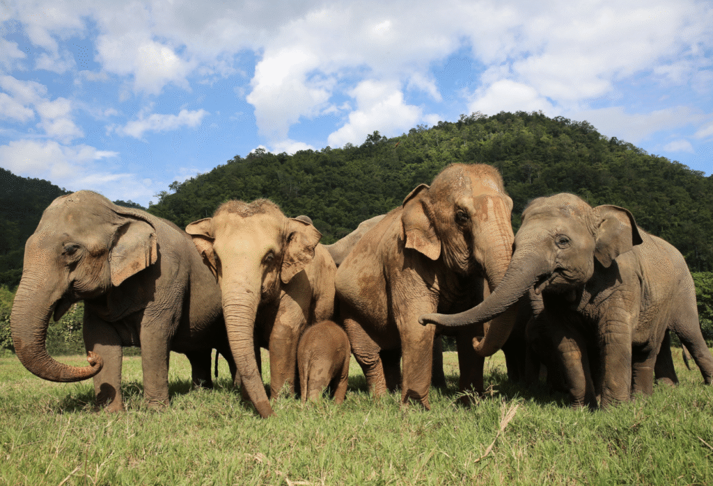 Half Day Morning Visit to Elephant Nature Park
