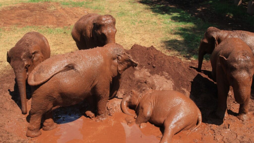 Several elephants covered in mud, playing and resting in a muddy area, showcasing their playful and natural behavior during the Elephant Nature Park Tour in Chiang Mai