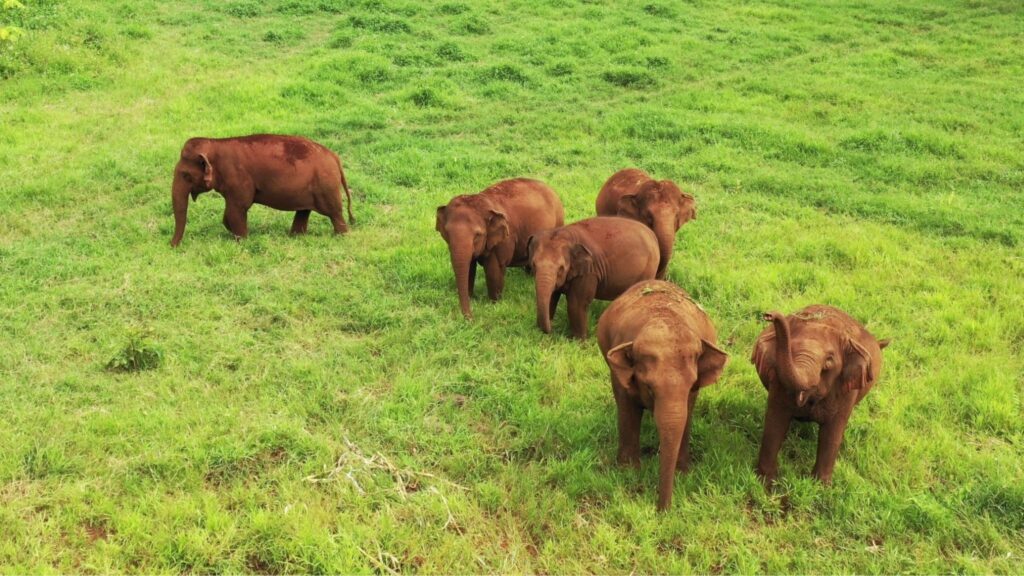 A herd of elephants grazing peacefully on a lush green field, surrounded by vibrant greenery as part of the Elephant Nature Park Tour in Chiang Mai