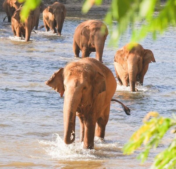 A group of elephants wading through a shallow river, enjoying the water under natural sunlight during the Elephant Nature Park Tour in Chiang Mai