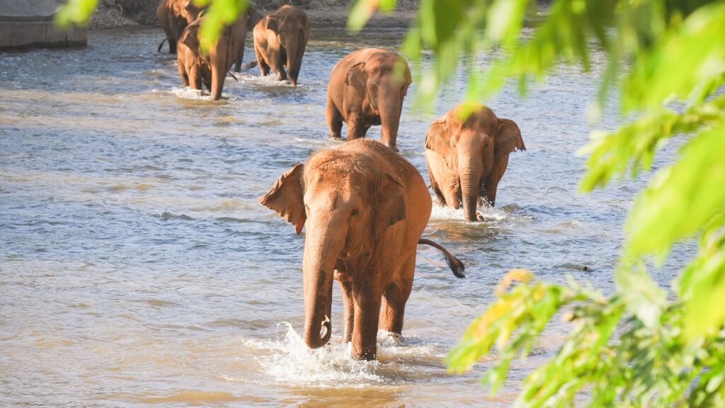 A group of elephants wading through a shallow river, enjoying the water under natural sunlight during the Elephant Nature Park Tour in Chiang Mai