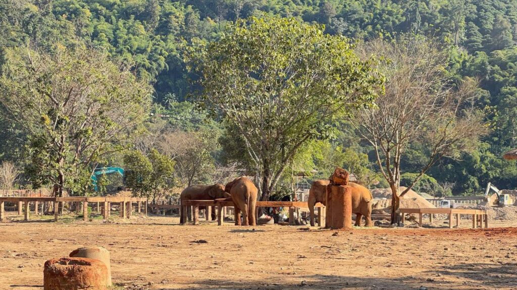 Elephants are gathering at Elephant Nature park in Chiangmai