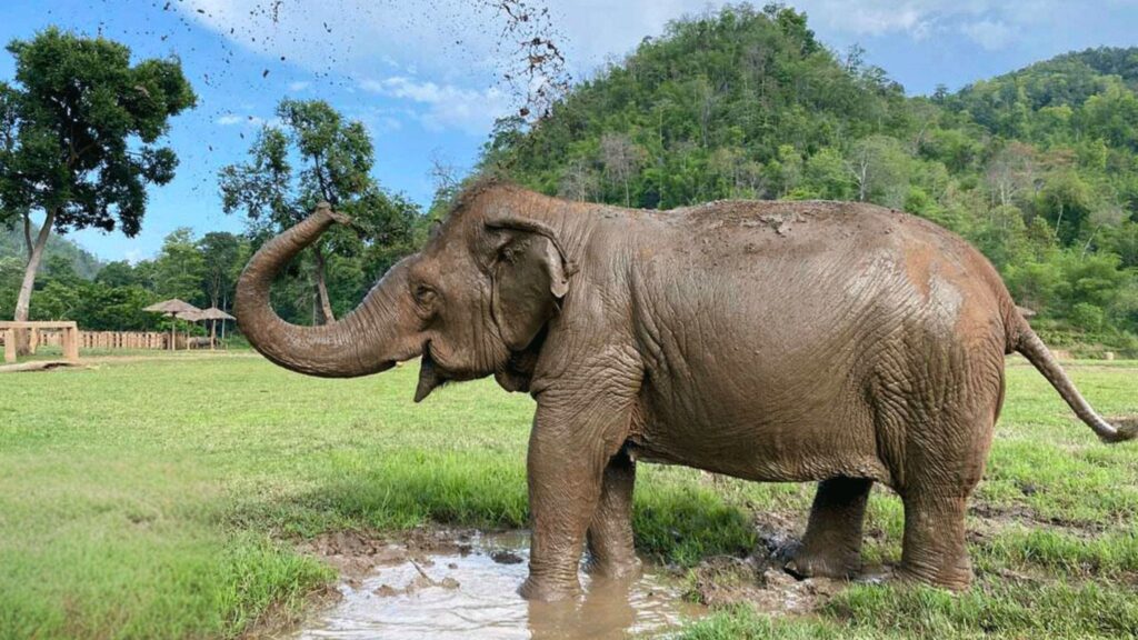 an elephant playing mud at Elephant Nature Park in Chiangmai