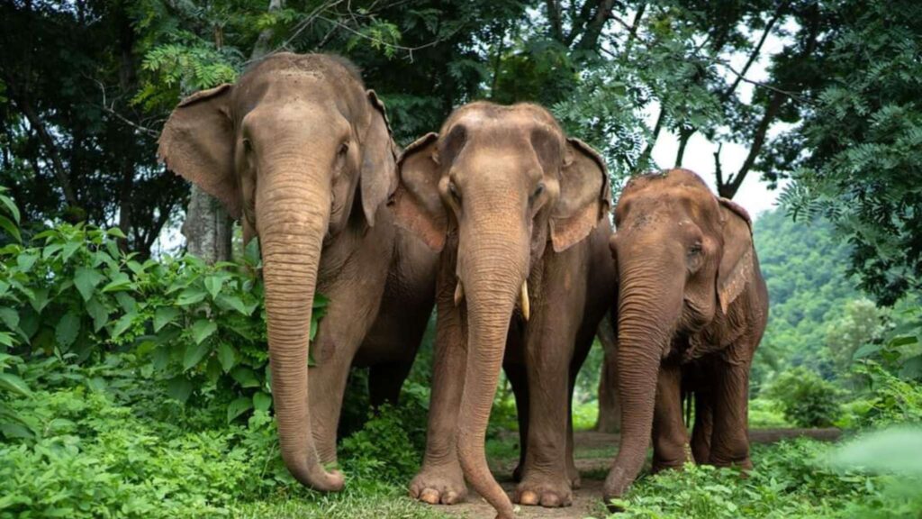 Three elephants standing together in the lush greenery of an ethical elephant sanctuary in Chiang Mai.