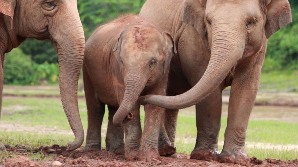 Elephant family bonding in a mud pit at Chiang Mai Elephant Nature Park