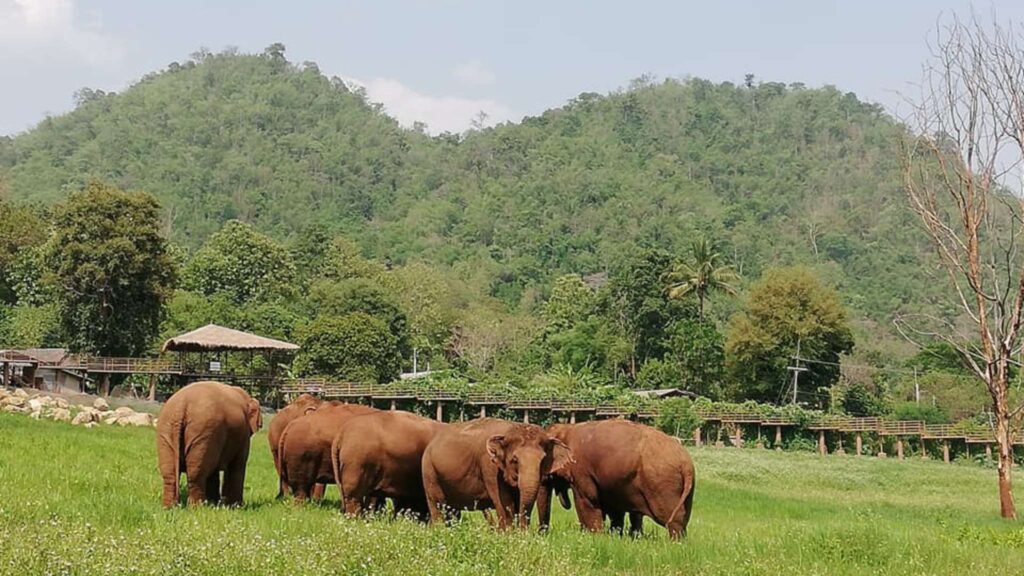 Group of elephants grazing in a lush field during a Chiang Mai tour.