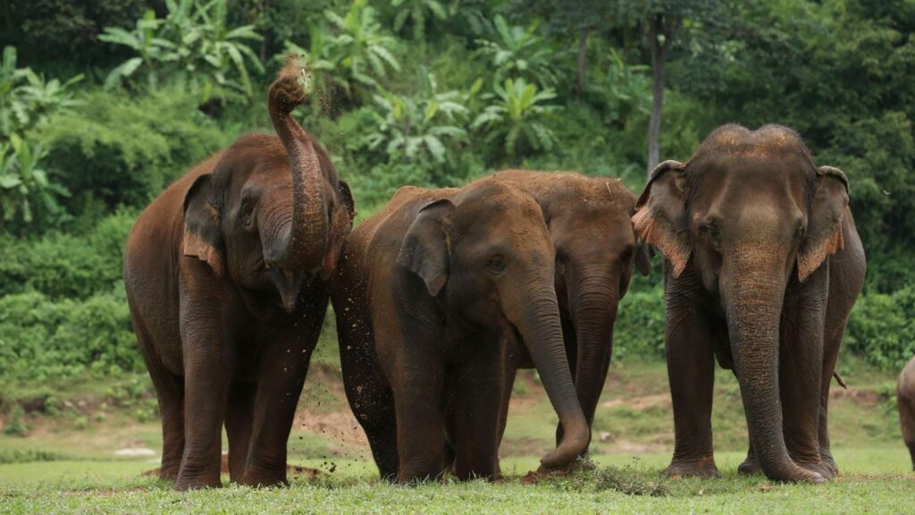 Playful elephants in a field during a Chiang Mai excursion