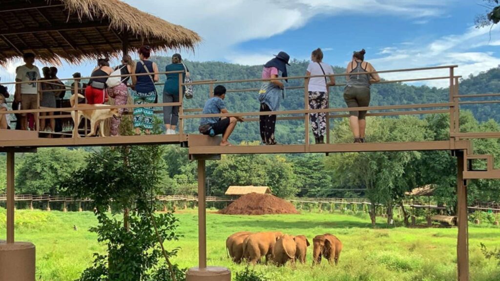 Tourists observing elephants from a platform at an ethical elephant sanctuary in Chiang Mai.