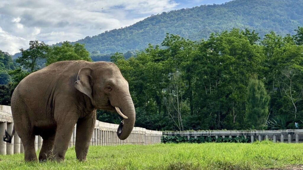 Elephant and mountain scenery on a Chiang Mai excursion.