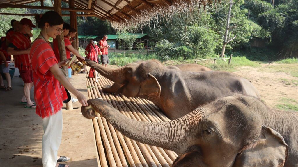 Tourist feeding an elephant on an elevated platform during a Chiang Mai tour