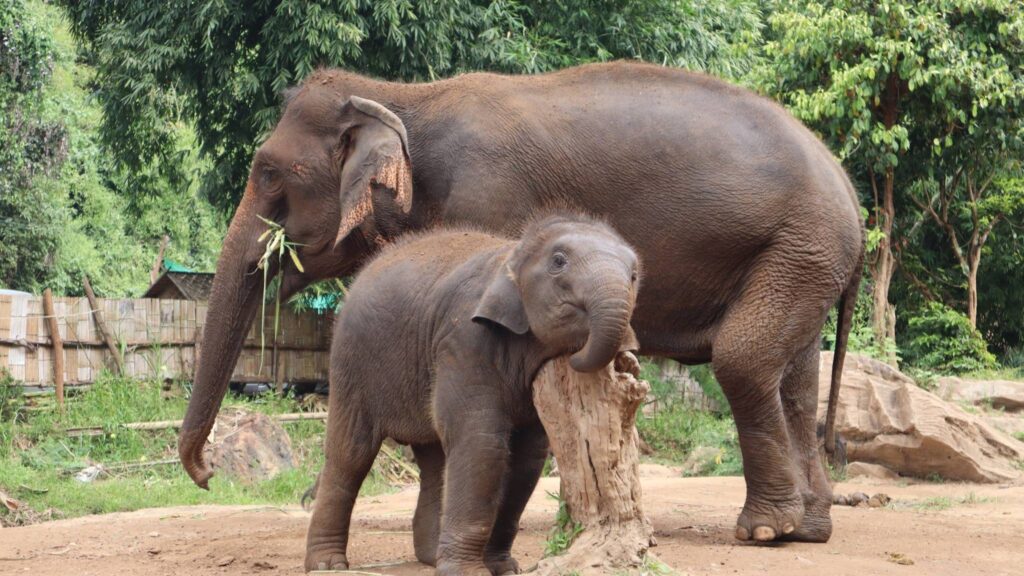 Adorable baby elephant beside its mother, captured during a Chiang Mai excursion