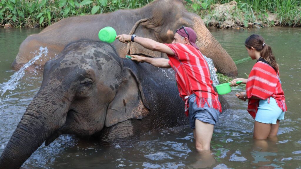 Tourists bathing an elephant during a no-riding Chiang Mai tour