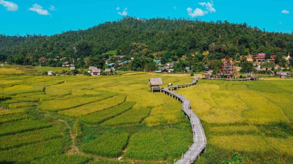 Stunning view of rice fields in Pai, showcasing the lush green landscape of northern Thailand.