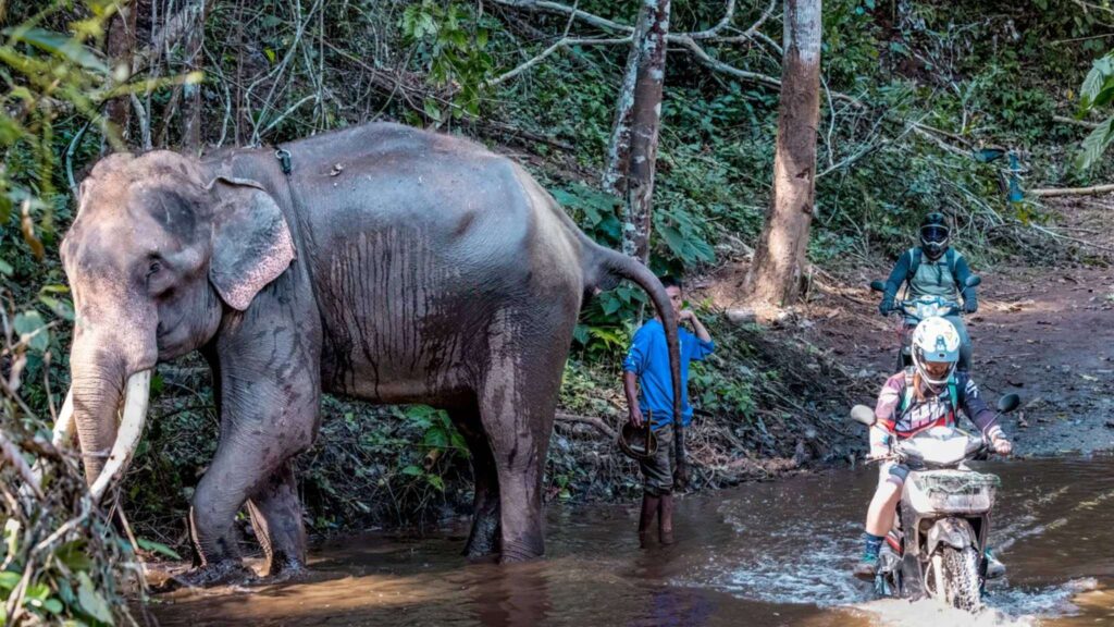 A group of tourist riding a scooter towards a river next to an elephant during a Chiang Mai Scooter Adventure Rivercruise tour on a sunny day.