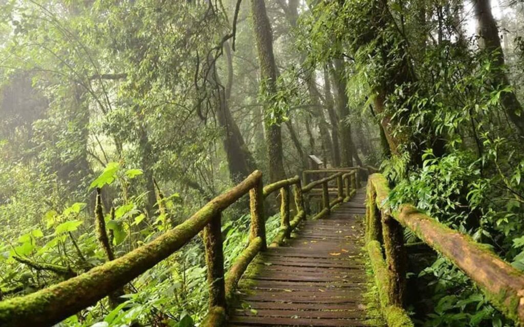 Lush green trail at Pha Dok Siew Nature Trail, covered with moss and surrounded by dense foliage during a Chiang Mai tour