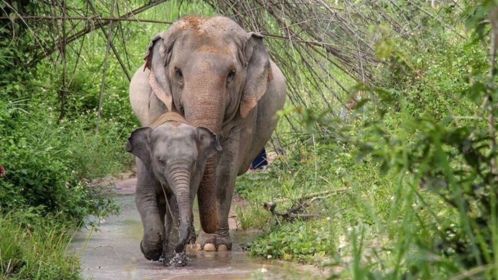 A joyful baby elephant and its mother walking side by side in their natural habitat