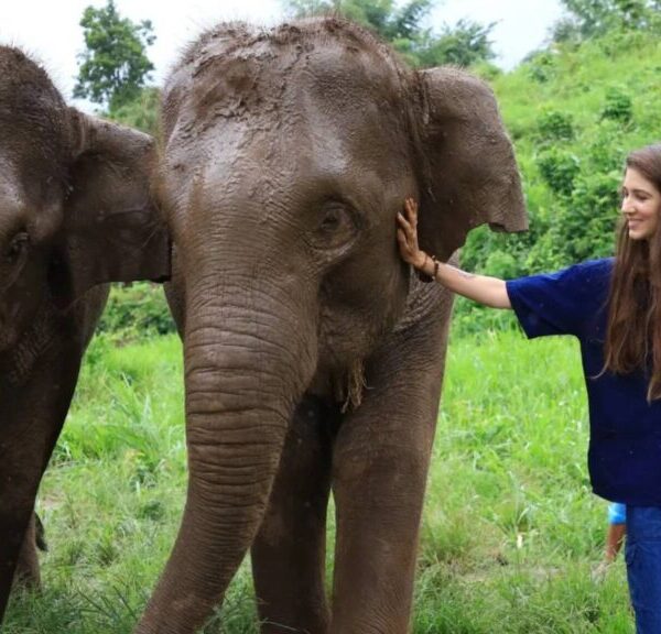 Tourist gently touching an elephant at Living Green Elephant Sanctuary, where the experience focuses on interaction rather than riding