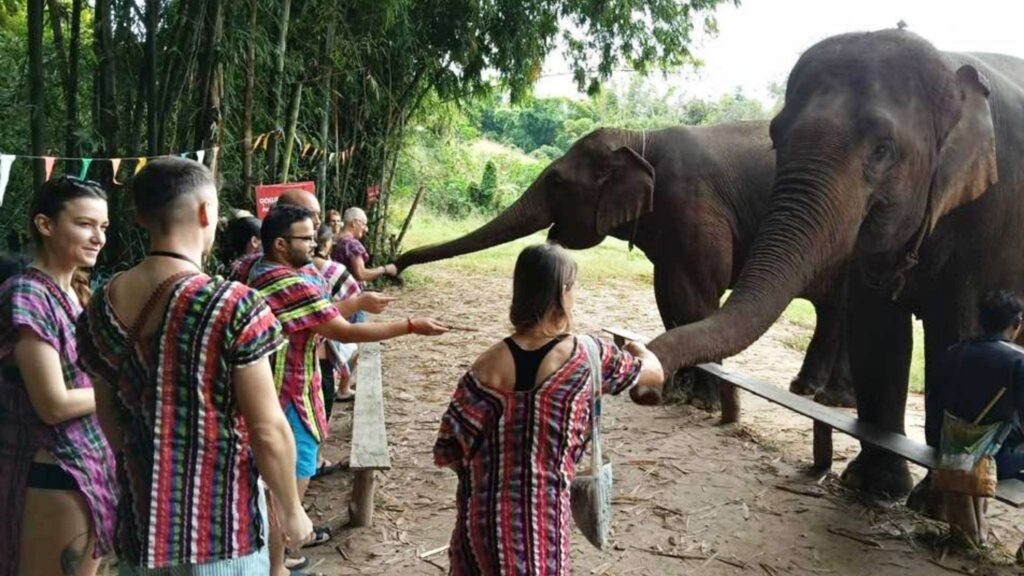 Tourists enjoy feeding elephants as part of an elephant sanctuary experience in Chiang Mai.