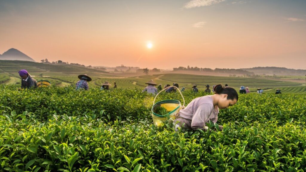 Local farmers picking tea leaves at a scenic Chiang Rai tea plantation, a peaceful stop on a Chiangmai tour and day excursion.